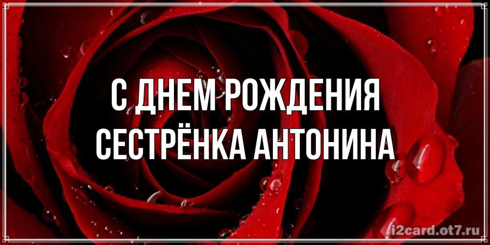Открытка на каждый день с именем, Сестрёнка-Антонина С днем рождения крупная бордовая роза Прикольная открытка с пожеланием онлайн скачать бесплатно 