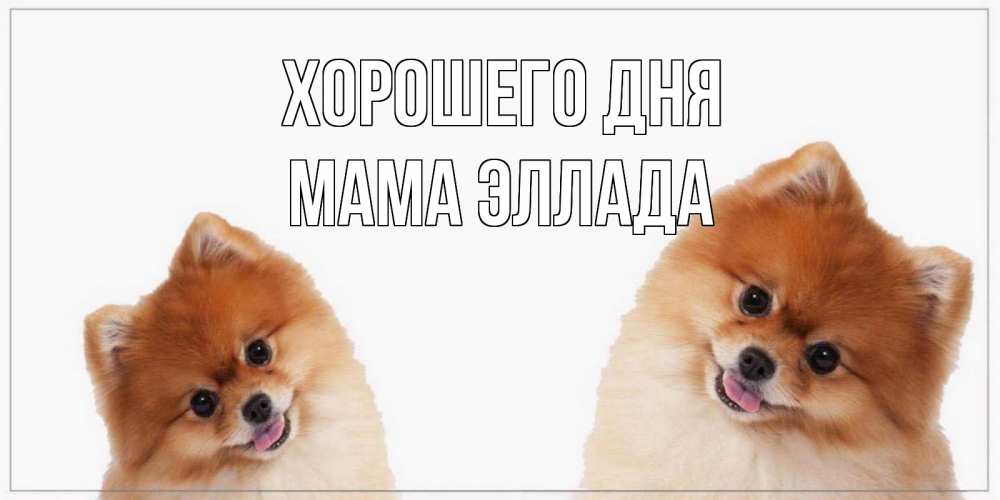 Открытка на каждый день с именем, Мама-Эллада Хорошего дня собачки желают прекрасного дня Прикольная открытка с пожеланием онлайн скачать бесплатно 