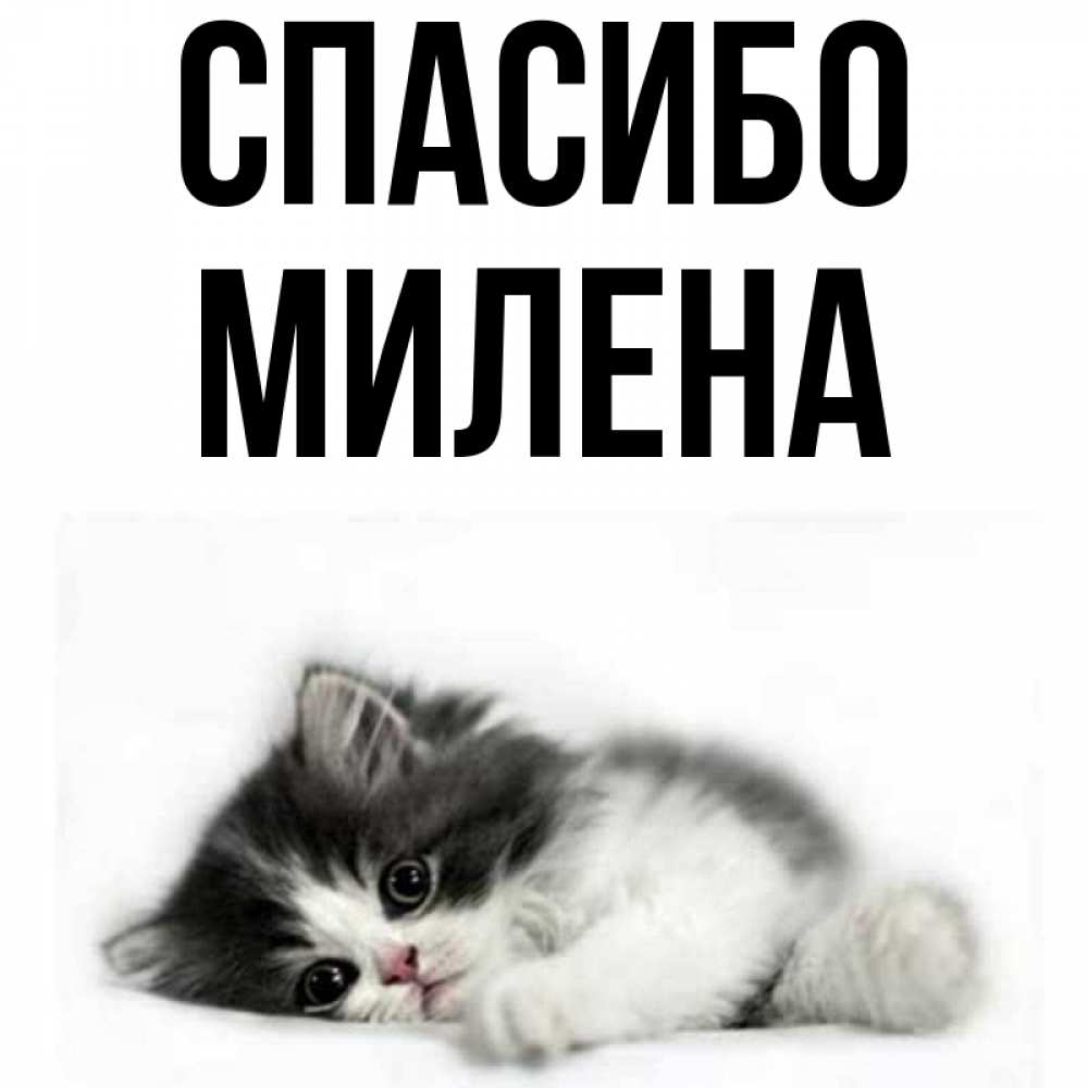 Открытка на каждый день с именем, Милена Спасибо черный и белый кот Прикольная открытка с пожеланием онлайн скачать бесплатно 