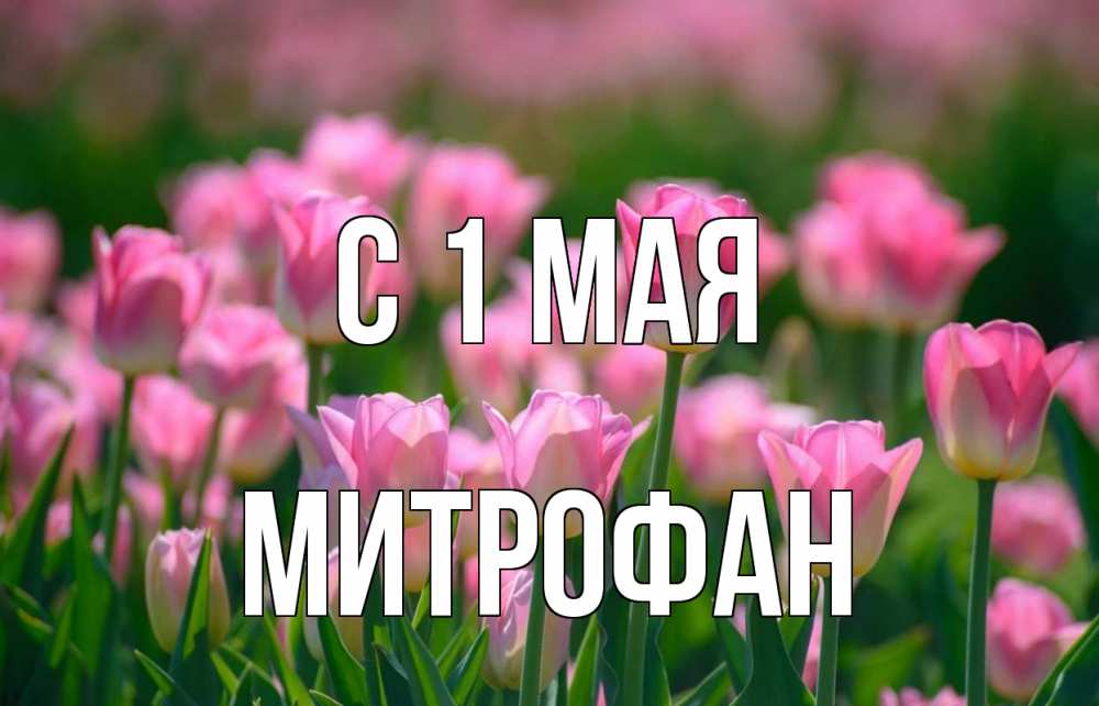 Открытка на каждый день с именем, Митрофан С 1 мая С 1 мая Прикольная открытка с пожеланием онлайн скачать бесплатно 