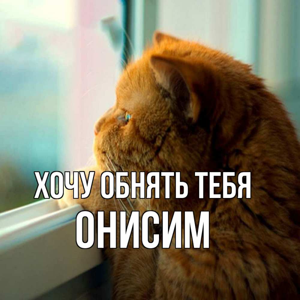 Открытка на каждый день с именем, Онисим Хочу обнять тебя большой огромный рыжий котяра Прикольная открытка с пожеланием онлайн скачать бесплатно 