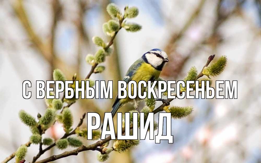 Открытка на каждый день с именем, Рашид С вербным воскресеньем верба Прикольная открытка с пожеланием онлайн скачать бесплатно 