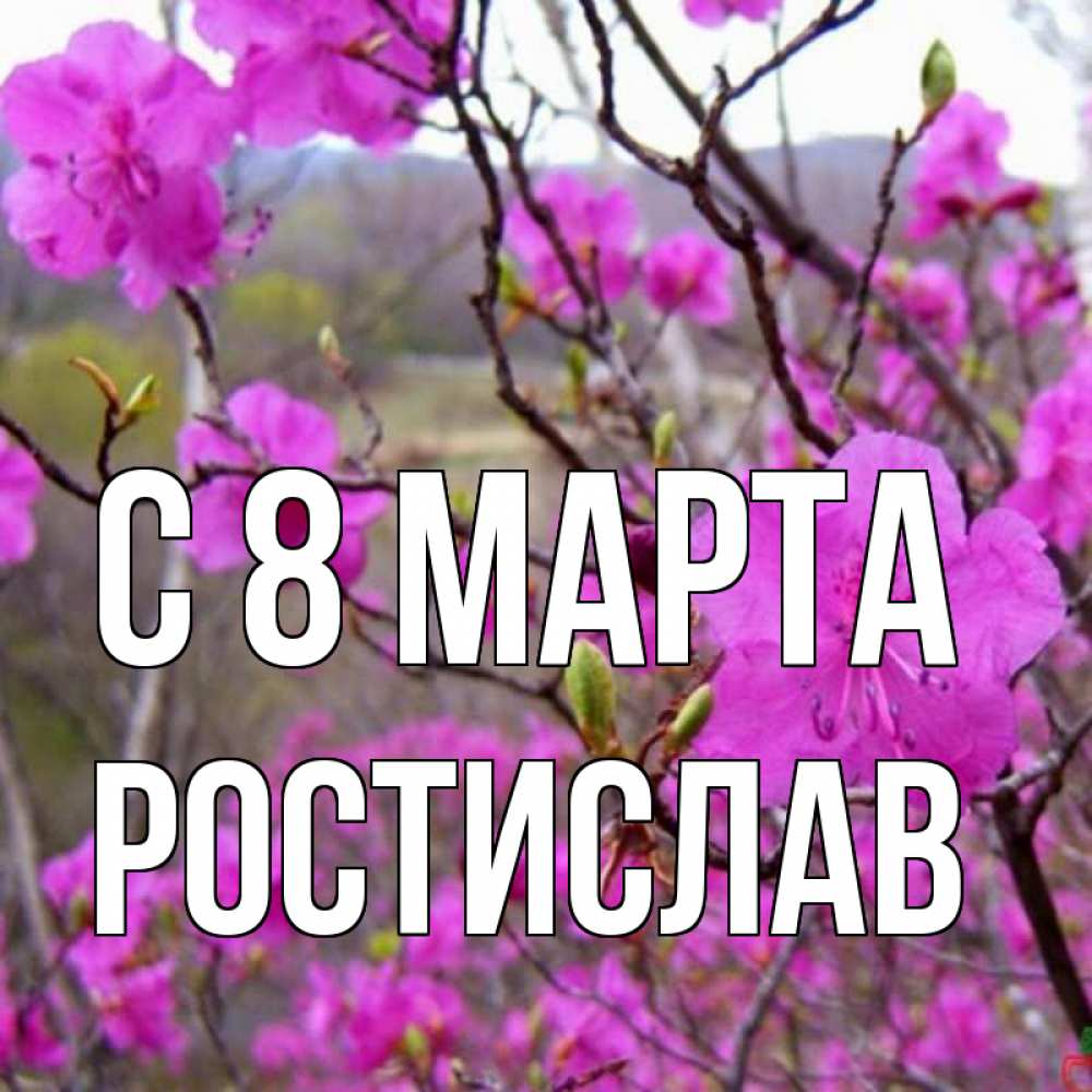 Открытка на каждый день с именем, Ростислав С 8 МАРТА международный женский день Прикольная открытка с пожеланием онлайн скачать бесплатно 