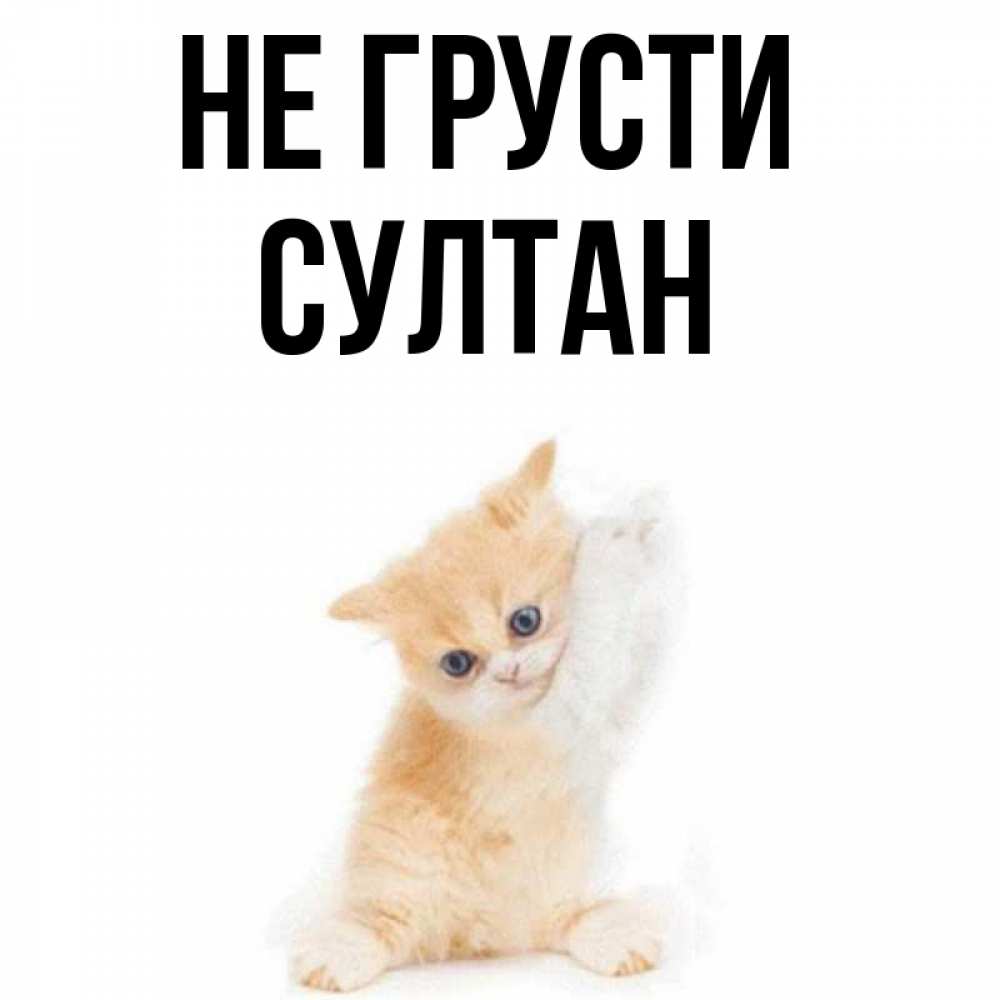 Открытка на каждый день с именем, Султан Не грусти просящий кот Прикольная открытка с пожеланием онлайн скачать бесплатно 