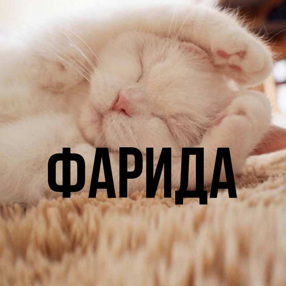 Открытка на каждый день с именем, Фарида Главная Котенок спит Прикольная открытка с пожеланием онлайн скачать бесплатно 