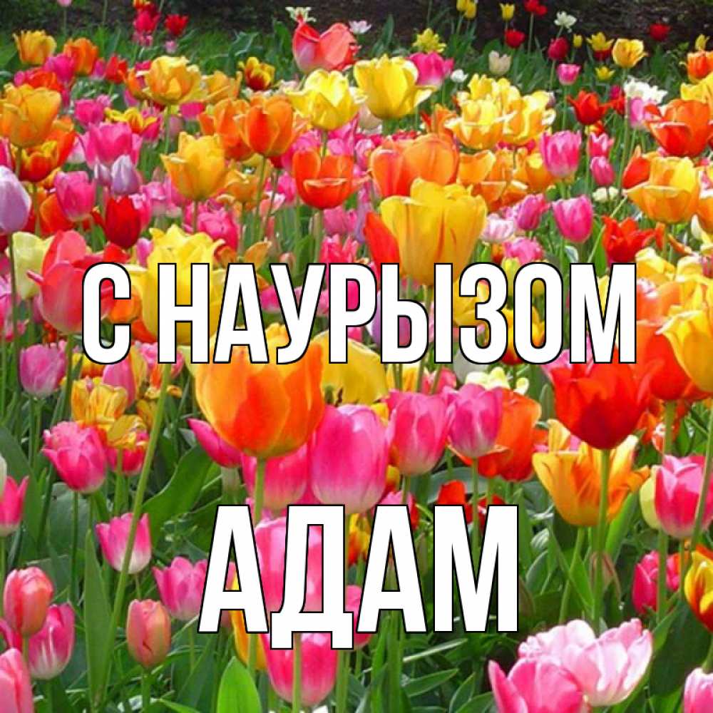 Открытка на каждый день с именем, Адам С наурызом праздник весны наурыз 4 Прикольная открытка с пожеланием онлайн скачать бесплатно 