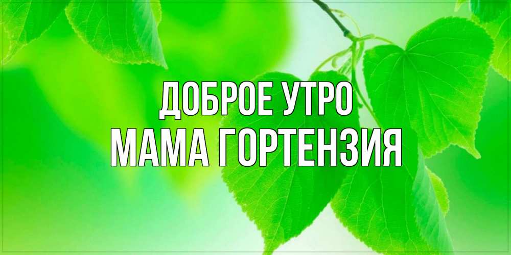 Открытка на каждый день с именем, Мама-Гортензия Доброе утро доброе утро с березовыми листьями Прикольная открытка с пожеланием онлайн скачать бесплатно 