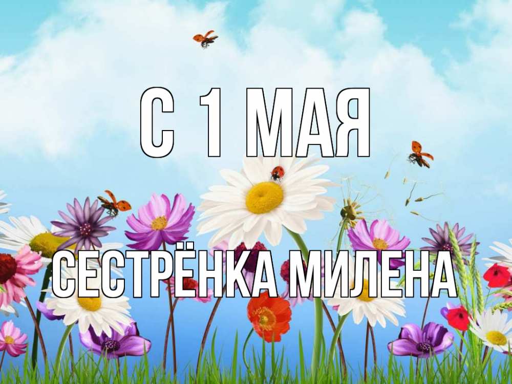 Открытка на каждый день с именем, Сестрёнка-Милена С 1 мая С 1 мая Прикольная открытка с пожеланием онлайн скачать бесплатно 