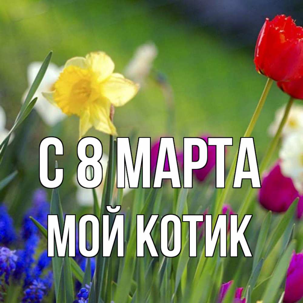 Открытка на каждый день с именем, мой-Котик С 8 марта международный женский день 3 Прикольная открытка с пожеланием онлайн скачать бесплатно 
