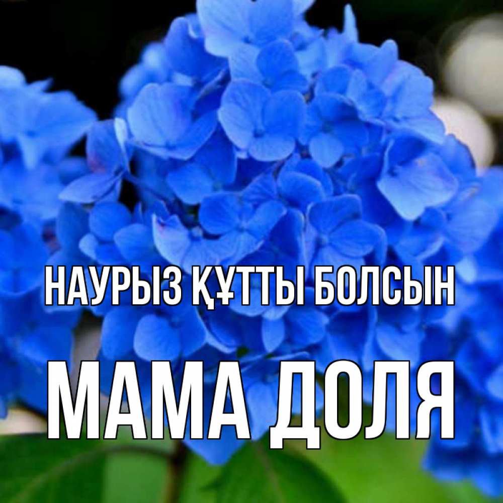 Открытка на каждый день с именем, Мама-Доля Наурыз құтты болсын синие цветы Прикольная открытка с пожеланием онлайн скачать бесплатно 