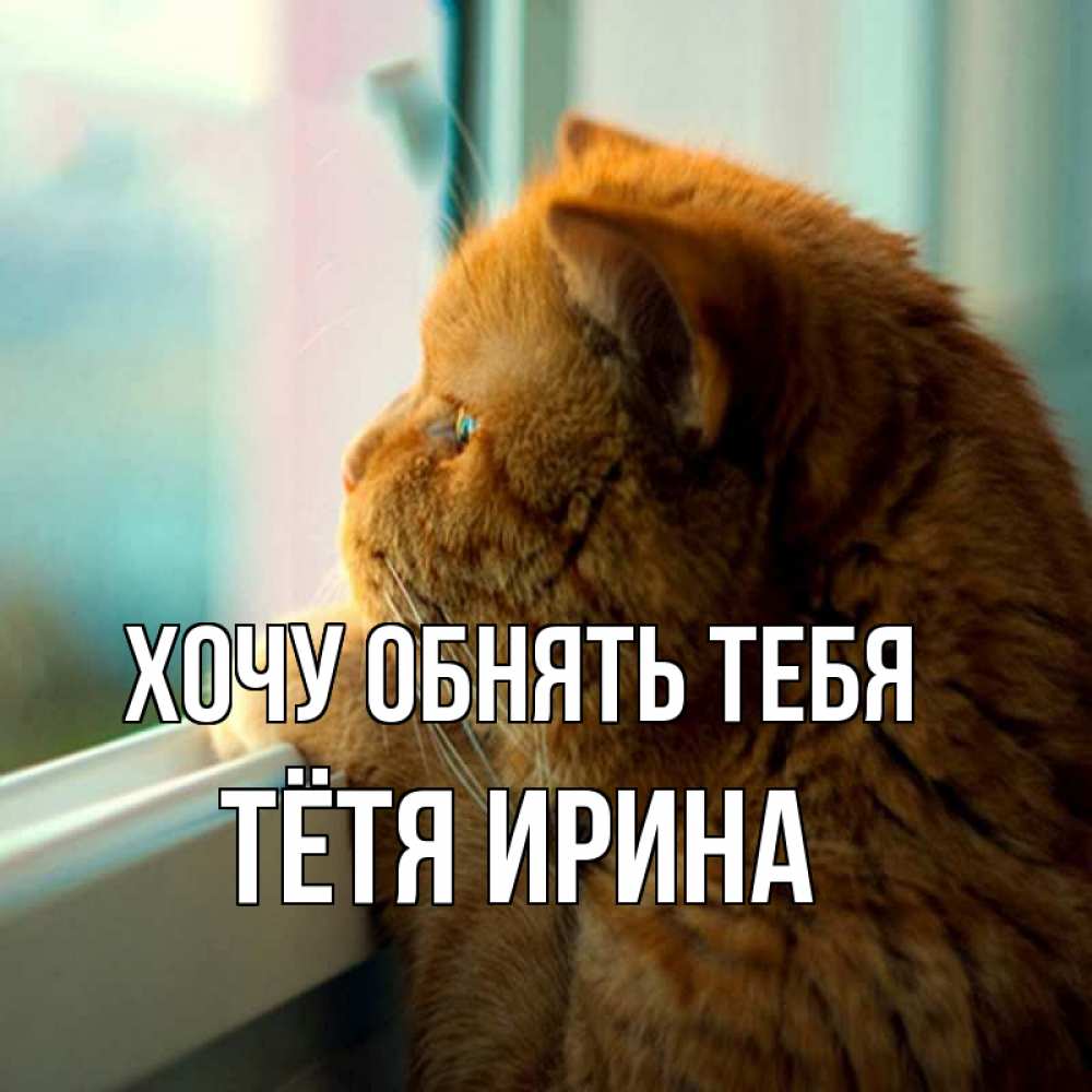 Открытка на каждый день с именем, Тётя-Ирина Хочу обнять тебя большой огромный рыжий котяра Прикольная открытка с пожеланием онлайн скачать бесплатно 