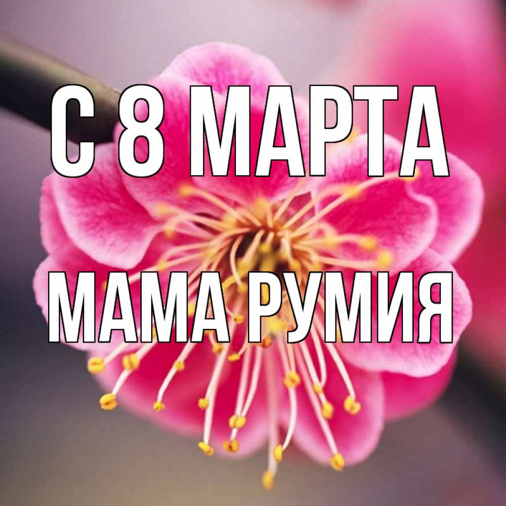 Открытка на каждый день с именем, Мама-Румия С 8 МАРТА цветы Прикольная открытка с пожеланием онлайн скачать бесплатно 