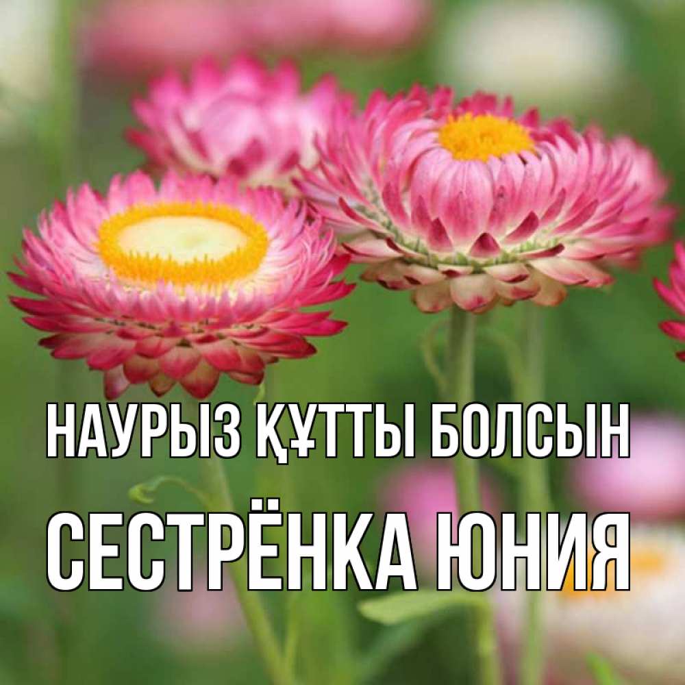 Открытка на каждый день с именем, Сестрёнка-Юния Наурыз құтты болсын подарок на международный женский день Прикольная открытка с пожеланием онлайн скачать бесплатно 