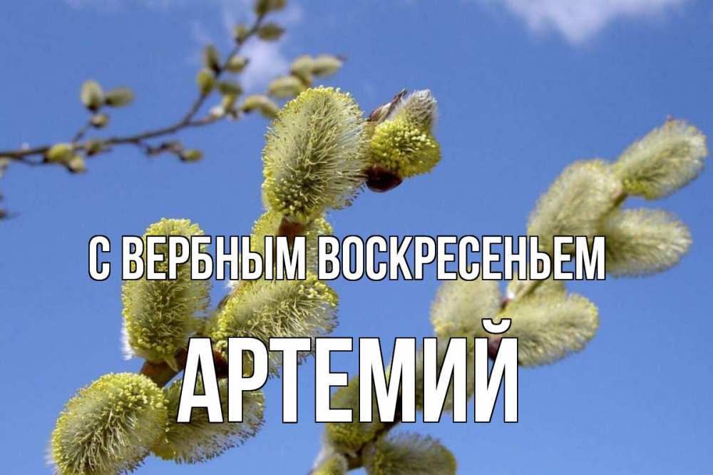 Открытка на каждый день с именем, Артемий С вербным воскресеньем верба Прикольная открытка с пожеланием онлайн скачать бесплатно 
