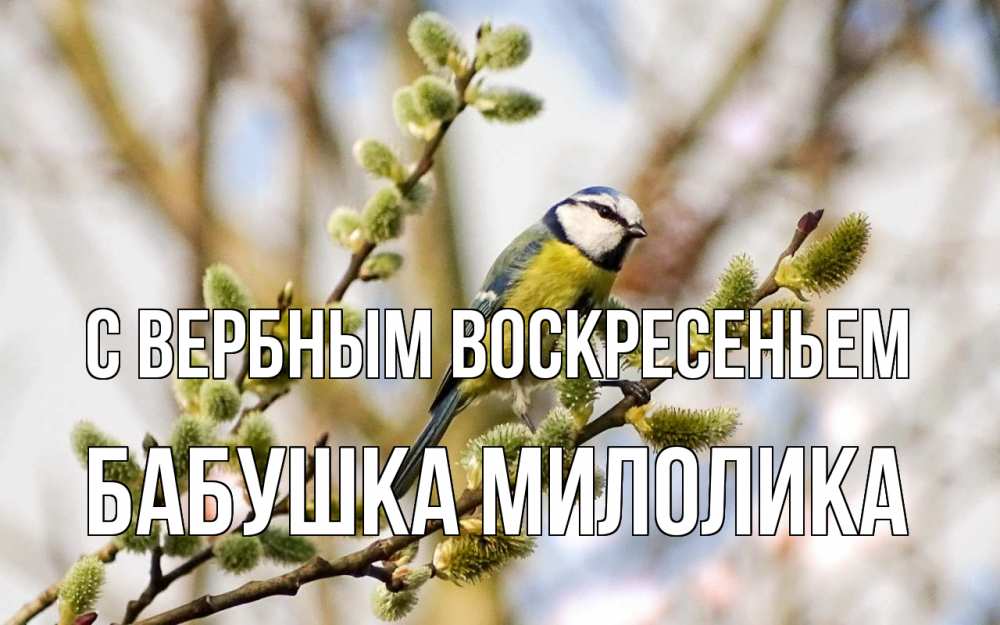 Открытка на каждый день с именем, Бабушка-Милолика С вербным воскресеньем верба Прикольная открытка с пожеланием онлайн скачать бесплатно 