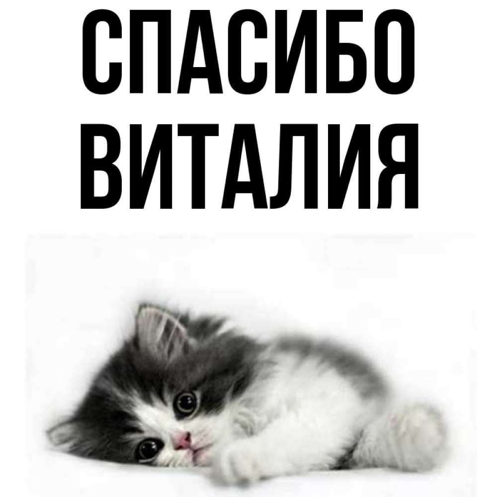 Открытка на каждый день с именем, Виталия Спасибо черный и белый кот Прикольная открытка с пожеланием онлайн скачать бесплатно 