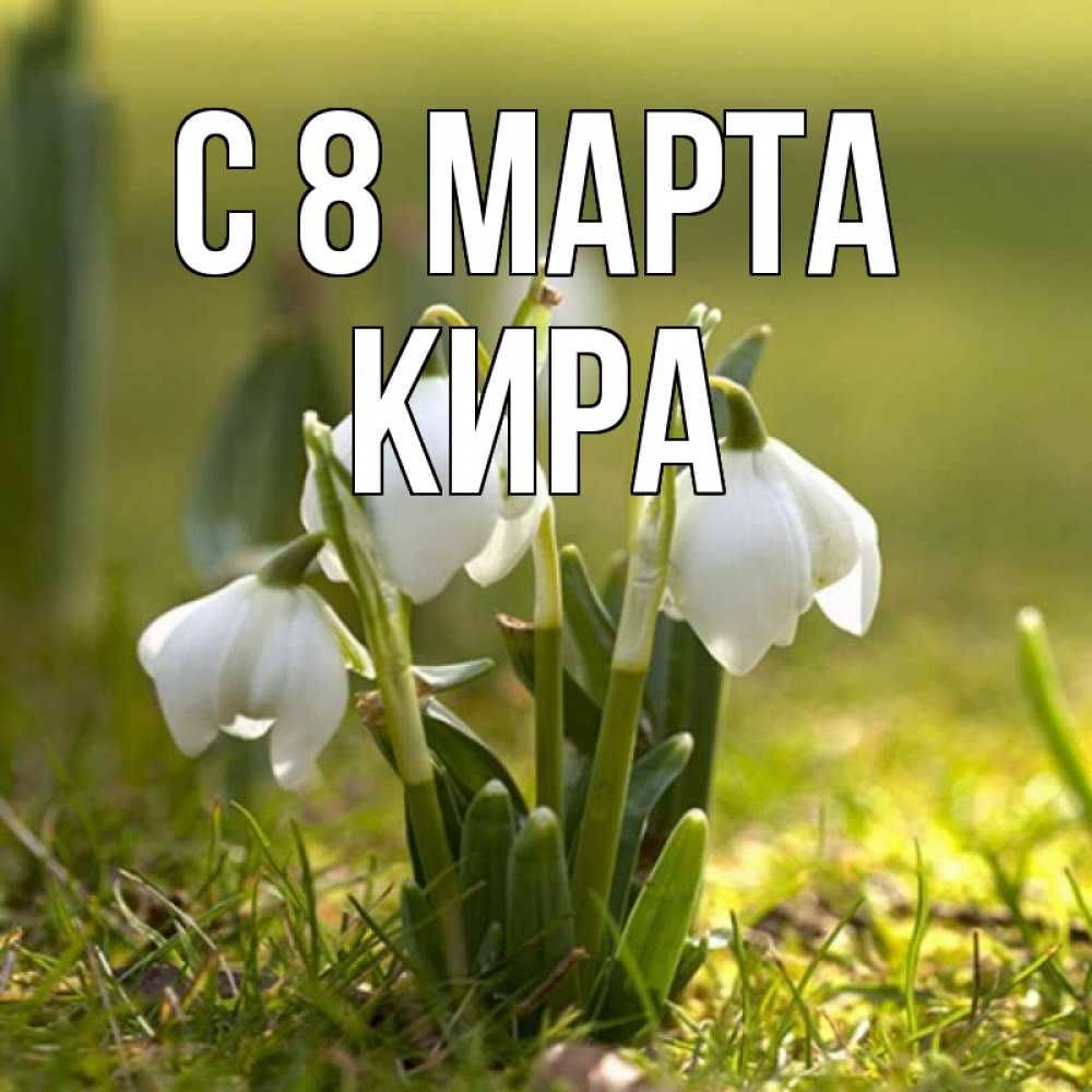 Открытка на каждый день с именем, Кира С 8 марта ранние цветы 2 Прикольная открытка с пожеланием онлайн скачать бесплатно 