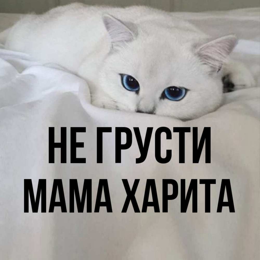 Открытка на каждый день с именем, Мама-Харита Не грусти Голубоглазая кошка Прикольная открытка с пожеланием онлайн скачать бесплатно 