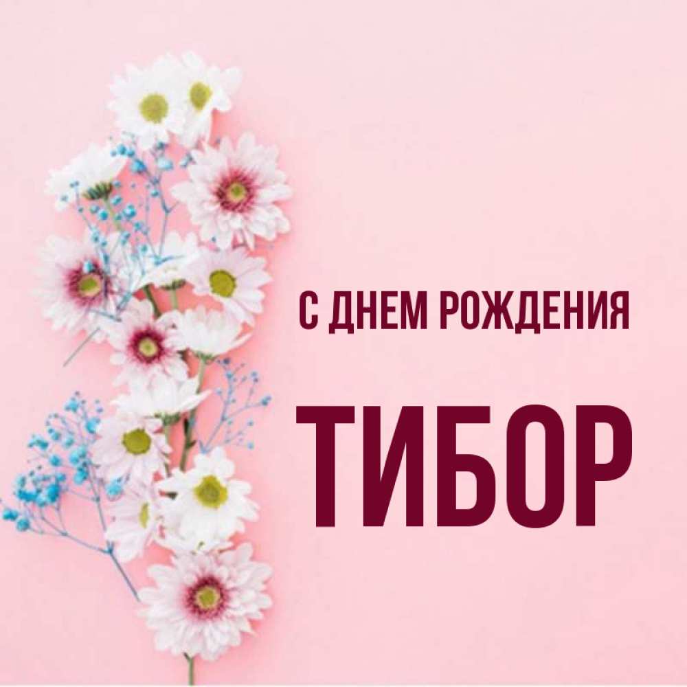 Открытка на каждый день с именем, Тибор С днем рождения Родная моя с днем рождения тебя картинка с цветами белыми и голубыми Прикольная открытка с пожеланием онлайн скачать бесплатно 