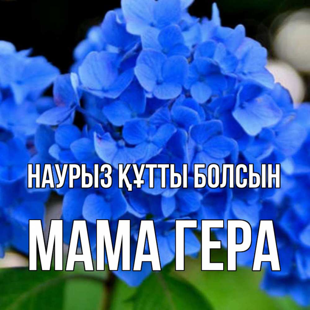Открытка на каждый день с именем, Мама-Гера Наурыз құтты болсын синие цветы Прикольная открытка с пожеланием онлайн скачать бесплатно 