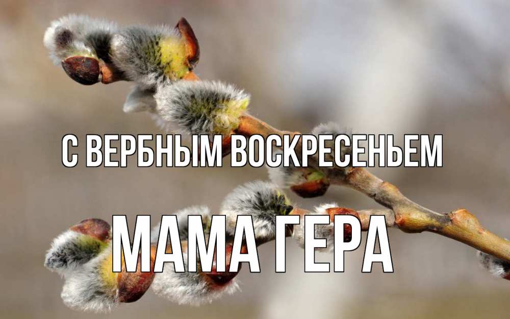 Открытка на каждый день с именем, Мама-Гера С вербным воскресеньем Верба Прикольная открытка с пожеланием онлайн скачать бесплатно 