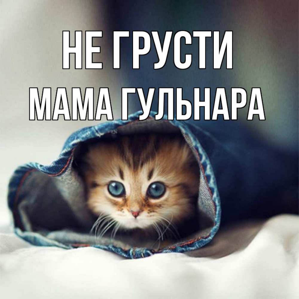Открытка на каждый день с именем, Мама-Гульнара Не грусти кот в одежде Прикольная открытка с пожеланием онлайн скачать бесплатно 