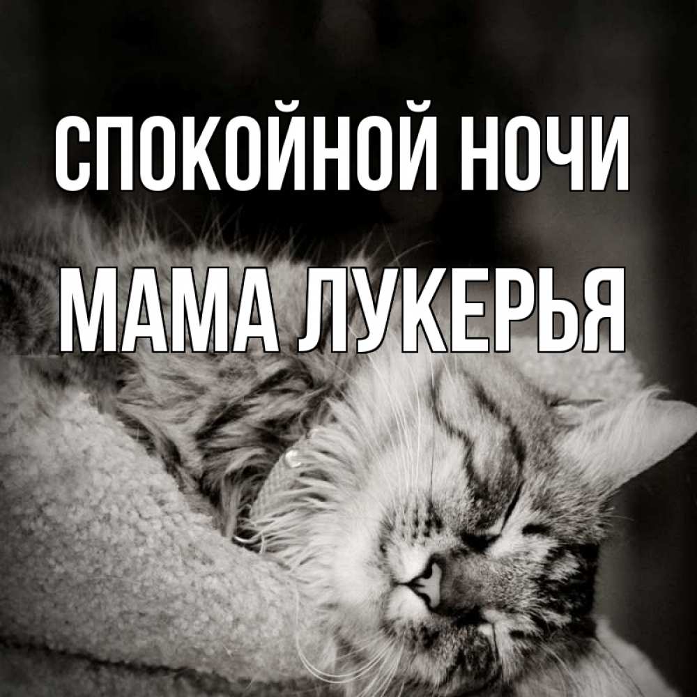 Открытка на каждый день с именем, Мама-Лукерья Спокойной ночи котярик пушистый Прикольная открытка с пожеланием онлайн скачать бесплатно 