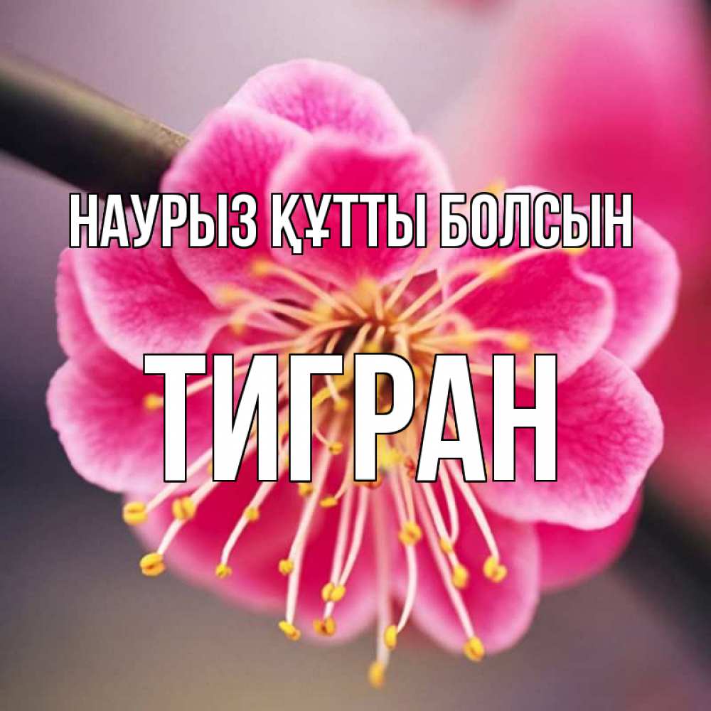 Открытка на каждый день с именем, Тигран Наурыз құтты болсын цветы Прикольная открытка с пожеланием онлайн скачать бесплатно 