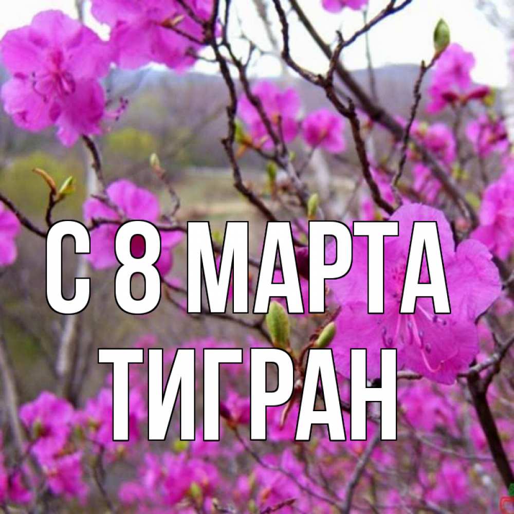 Открытка на каждый день с именем, Тигран С 8 марта международный женский день Прикольная открытка с пожеланием онлайн скачать бесплатно 