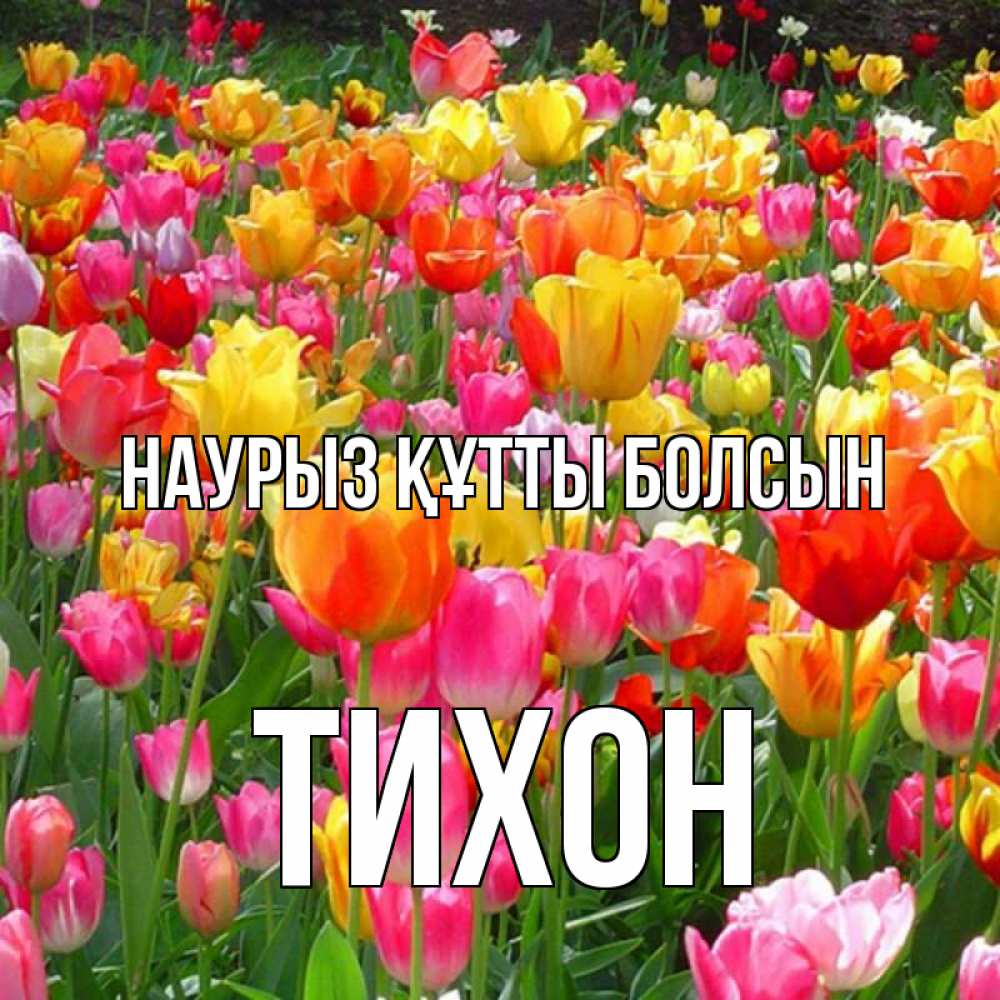 Открытка на каждый день с именем, Тихон Наурыз құтты болсын на наурыз  ура ура Прикольная открытка с пожеланием онлайн скачать бесплатно 