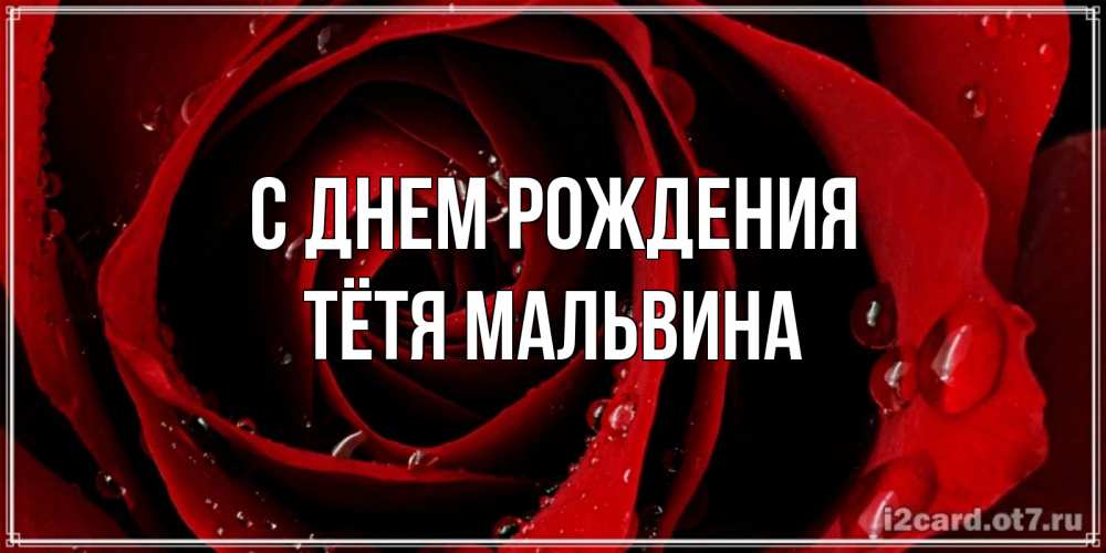 Открытка на каждый день с именем, Тётя-Мальвина С днем рождения крупная бордовая роза Прикольная открытка с пожеланием онлайн скачать бесплатно 