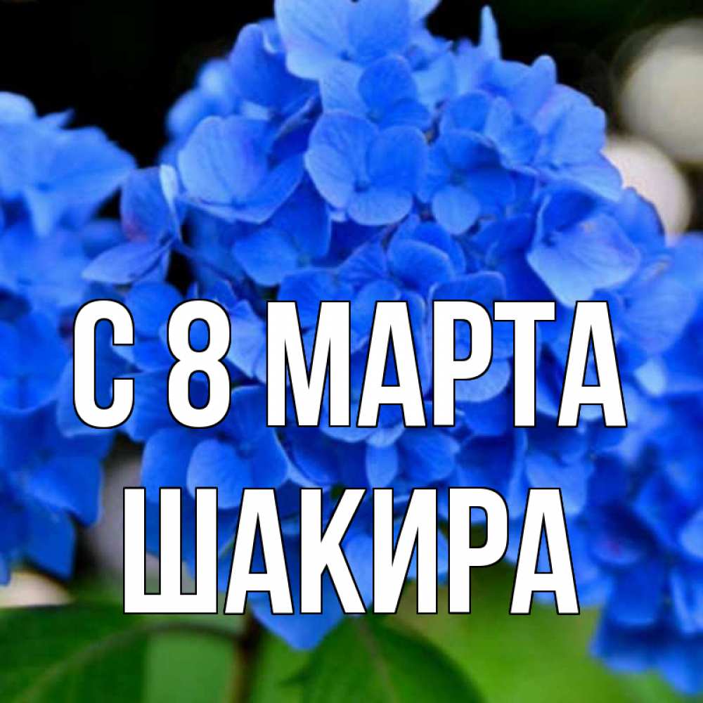 Открытка на каждый день с именем, Шакира С 8 МАРТА синие цветы Прикольная открытка с пожеланием онлайн скачать бесплатно 