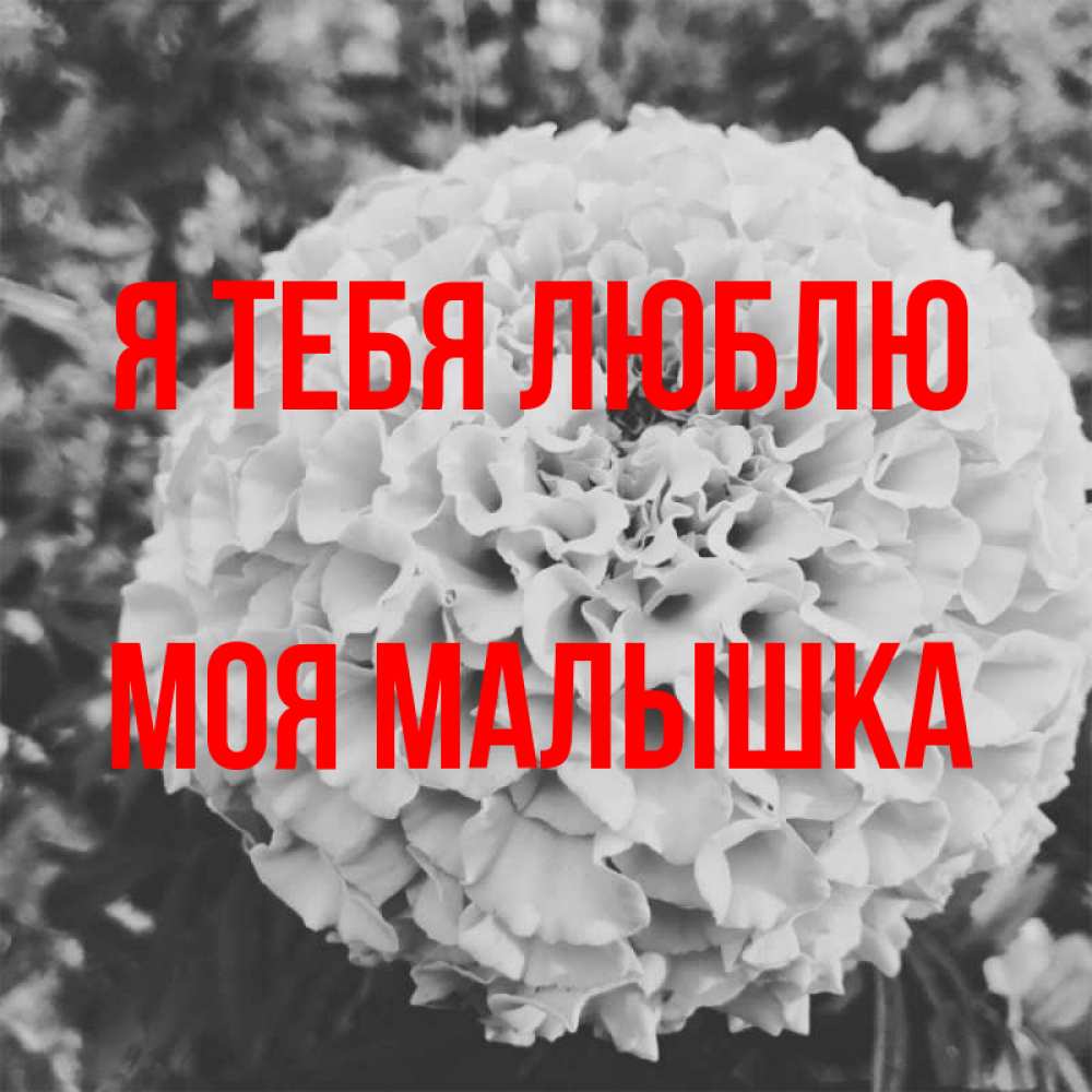 Открытка на каждый день с именем, моя-малышка Я тебя люблю подпись Прикольная открытка с пожеланием онлайн скачать бесплатно 