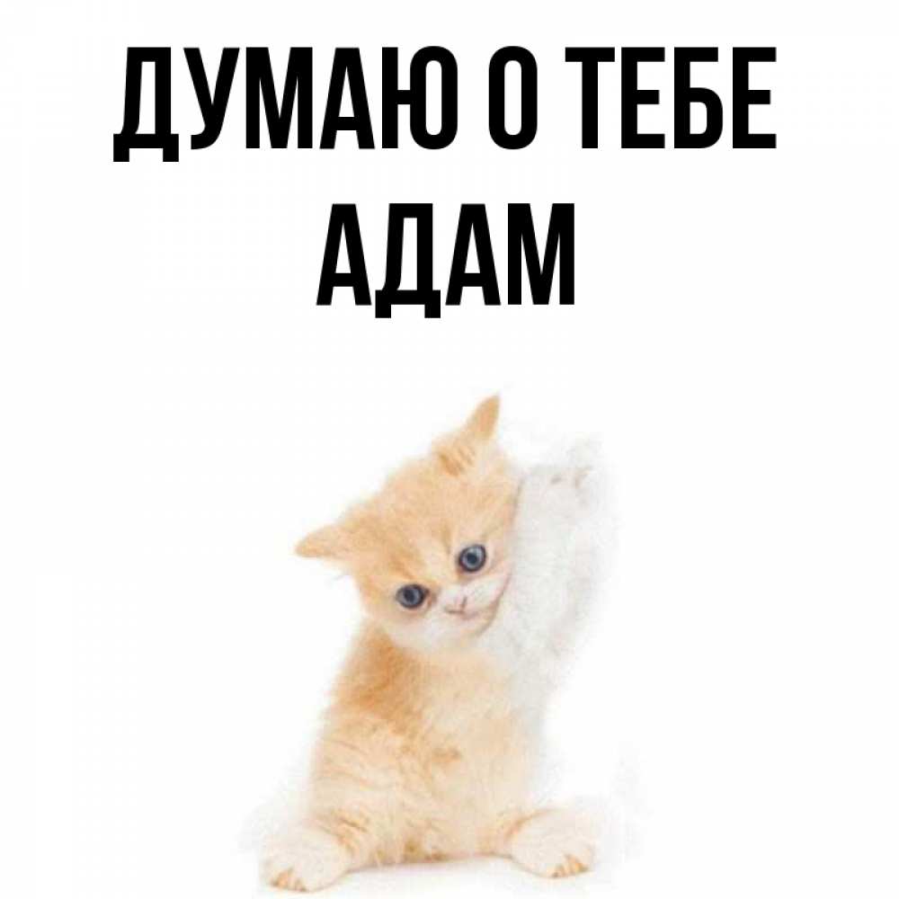 Adam о тебе малая