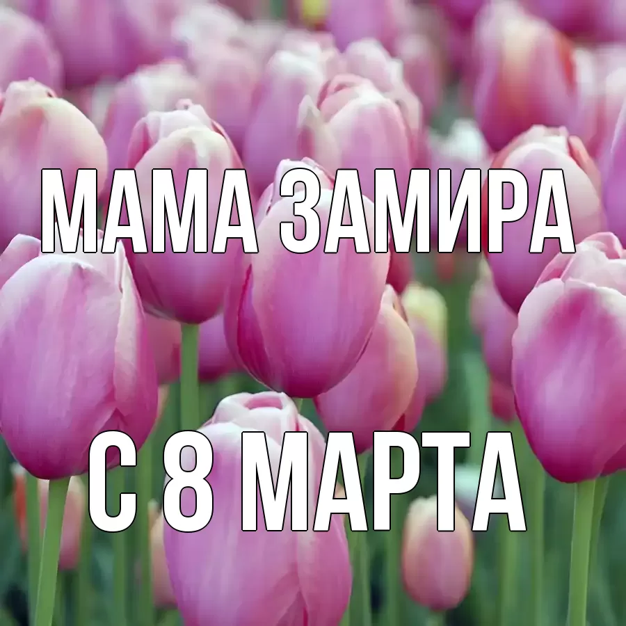 Открытка на каждый день с именем, Мама-Замира С 8 МАРТА на международный женский день 3 Прикольная открытка с пожеланием онлайн скачать бесплатно 