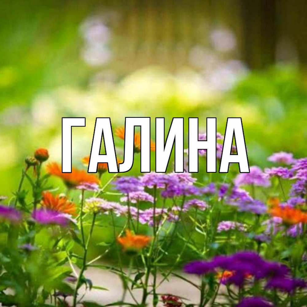 Открытка на каждый день с именем, Галина Главная цветы Прикольная открытка с пожеланием онлайн скачать бесплатно 