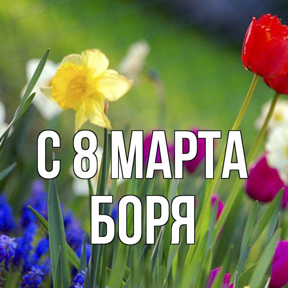 Открытка на каждый день с именем, Боря С 8 МАРТА международный женский день 3 Прикольная открытка с пожеланием онлайн скачать бесплатно 
