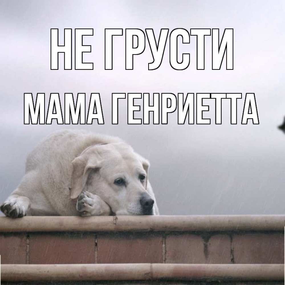 Открытка на каждый день с именем, Мама-Генриетта Не грусти белый пес 1 Прикольная открытка с пожеланием онлайн скачать бесплатно 