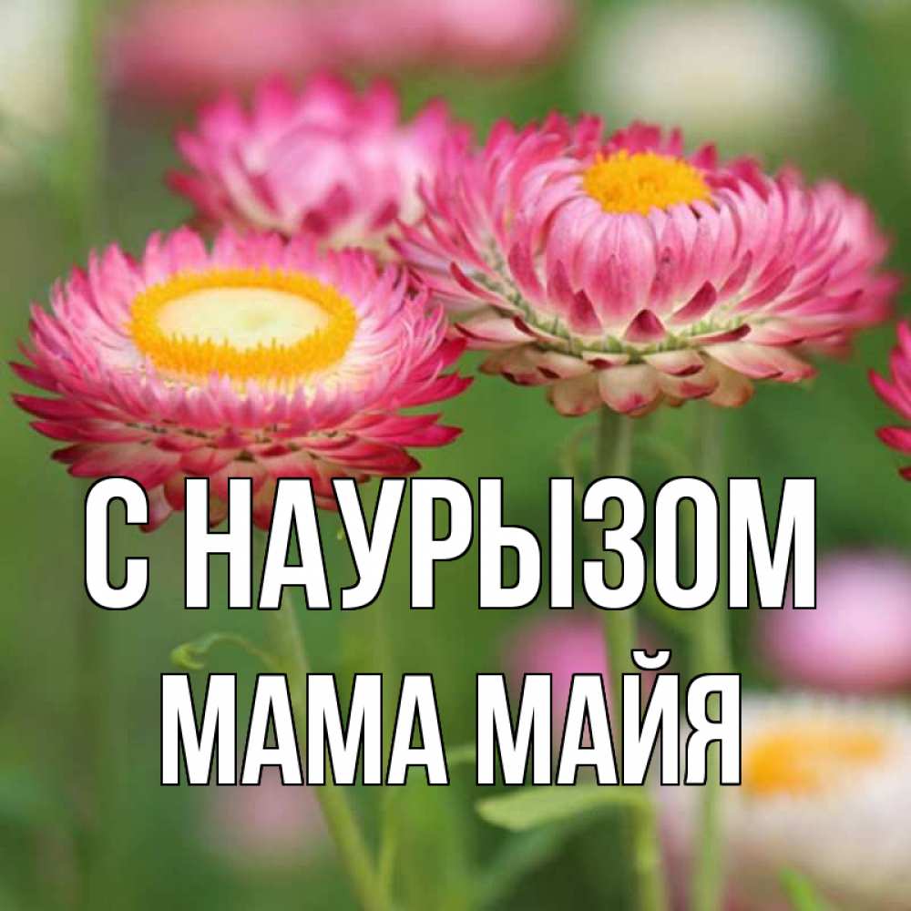 Открытка на каждый день с именем, Мама-Майя С наурызом подарок на международный женский день Прикольная открытка с пожеланием онлайн скачать бесплатно 