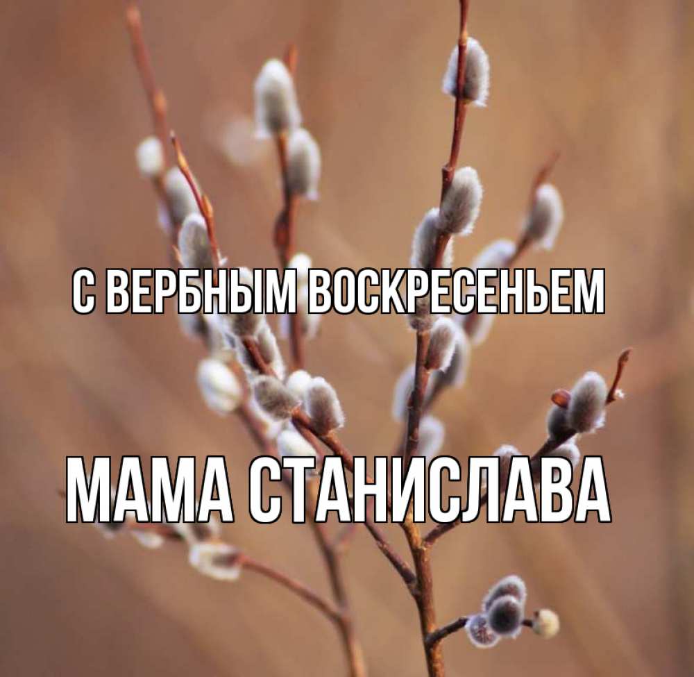 Открытка на каждый день с именем, Мама-Станислава С вербным воскресеньем верба Прикольная открытка с пожеланием онлайн скачать бесплатно 