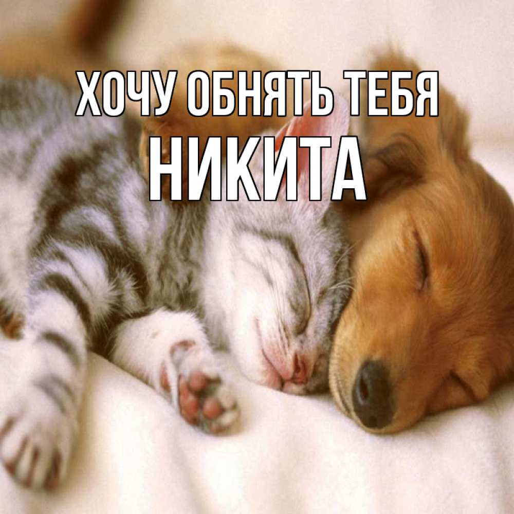 Открытка на каждый день с именем, Никита Хочу обнять тебя пес и котенок Прикольная открытка с пожеланием онлайн скачать бесплатно 