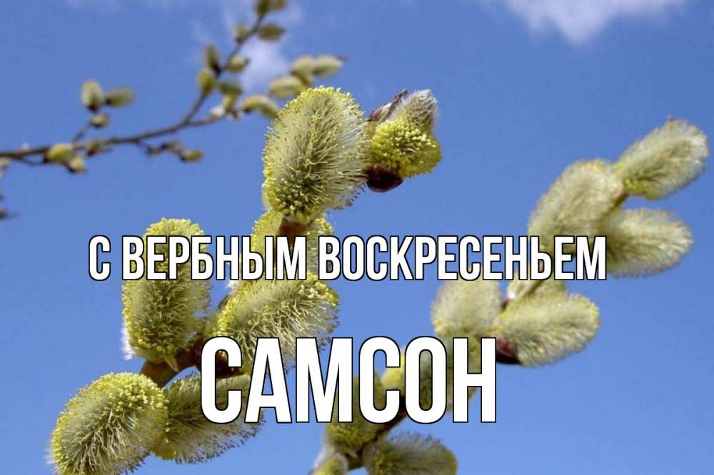 Открытка на каждый день с именем, Самсон С вербным воскресеньем верба Прикольная открытка с пожеланием онлайн скачать бесплатно 