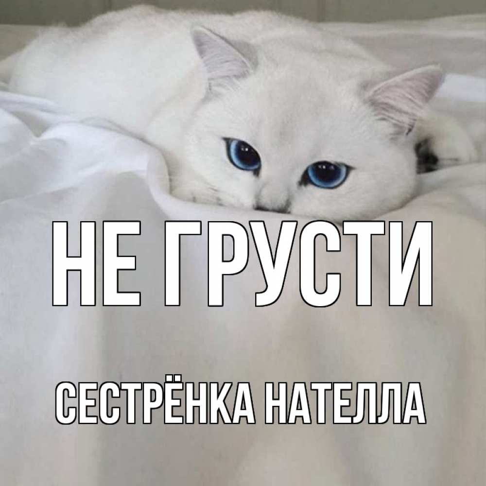 Открытка на каждый день с именем, Сестрёнка-Нателла Не грусти белый кот с голубыми глазами на белоснежной кровати Прикольная открытка с пожеланием онлайн скачать бесплатно 