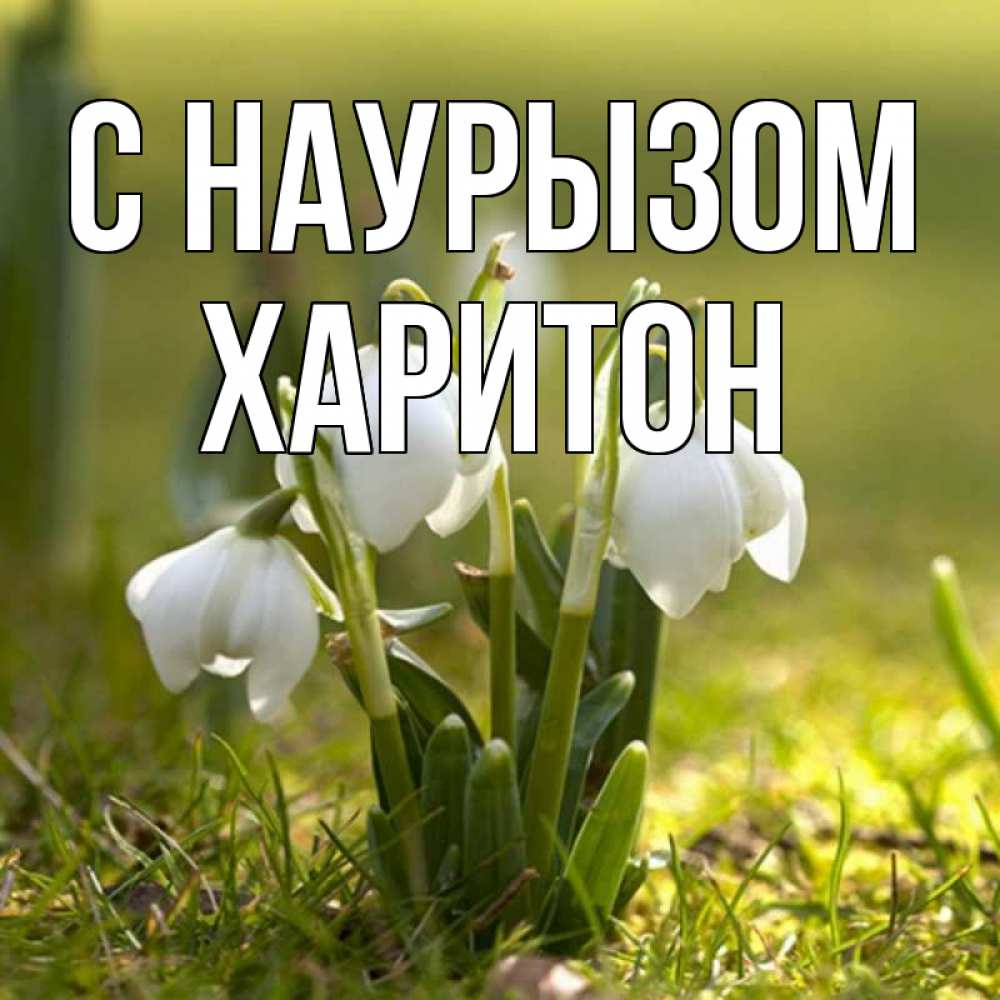 Открытка на каждый день с именем, Харитон С наурызом ранние цветы 2 Прикольная открытка с пожеланием онлайн скачать бесплатно 