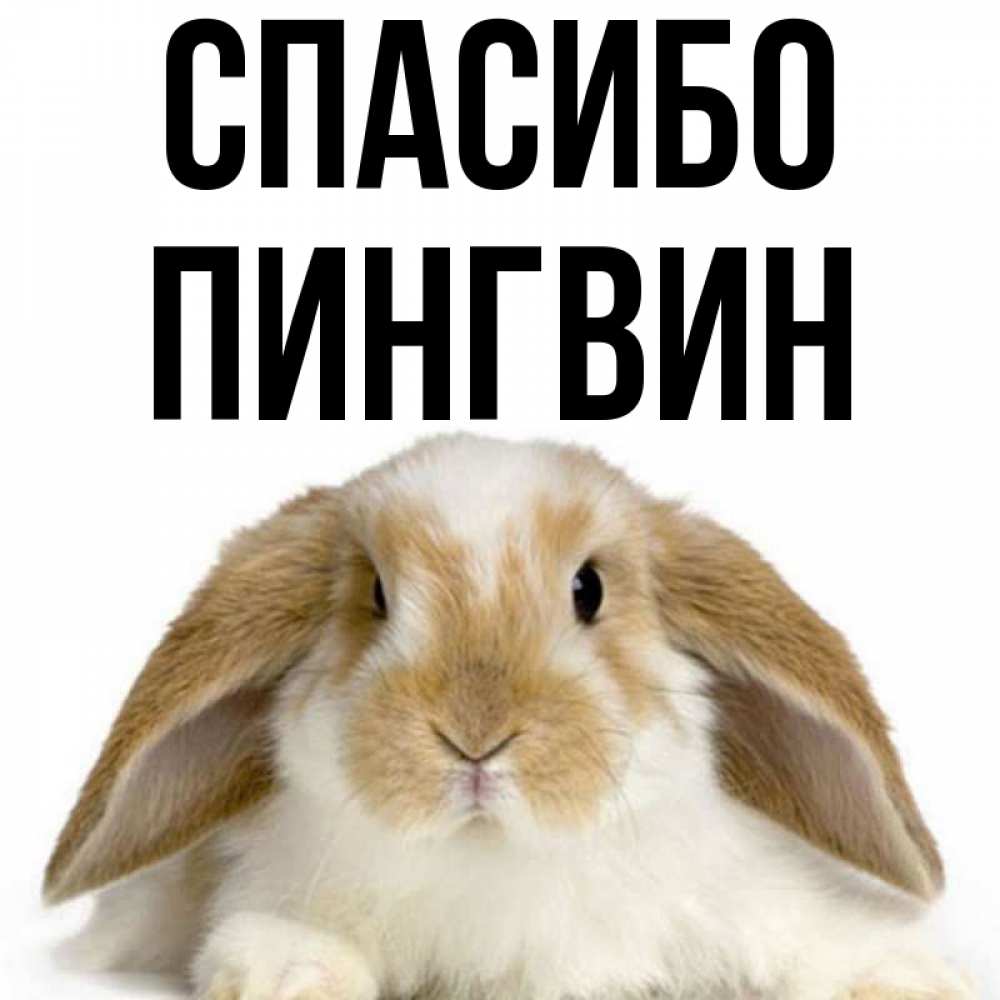 Открытка на каждый день с именем, пингвин Спасибо коричнево белый заяц Прикольная открытка с пожеланием онлайн скачать бесплатно 