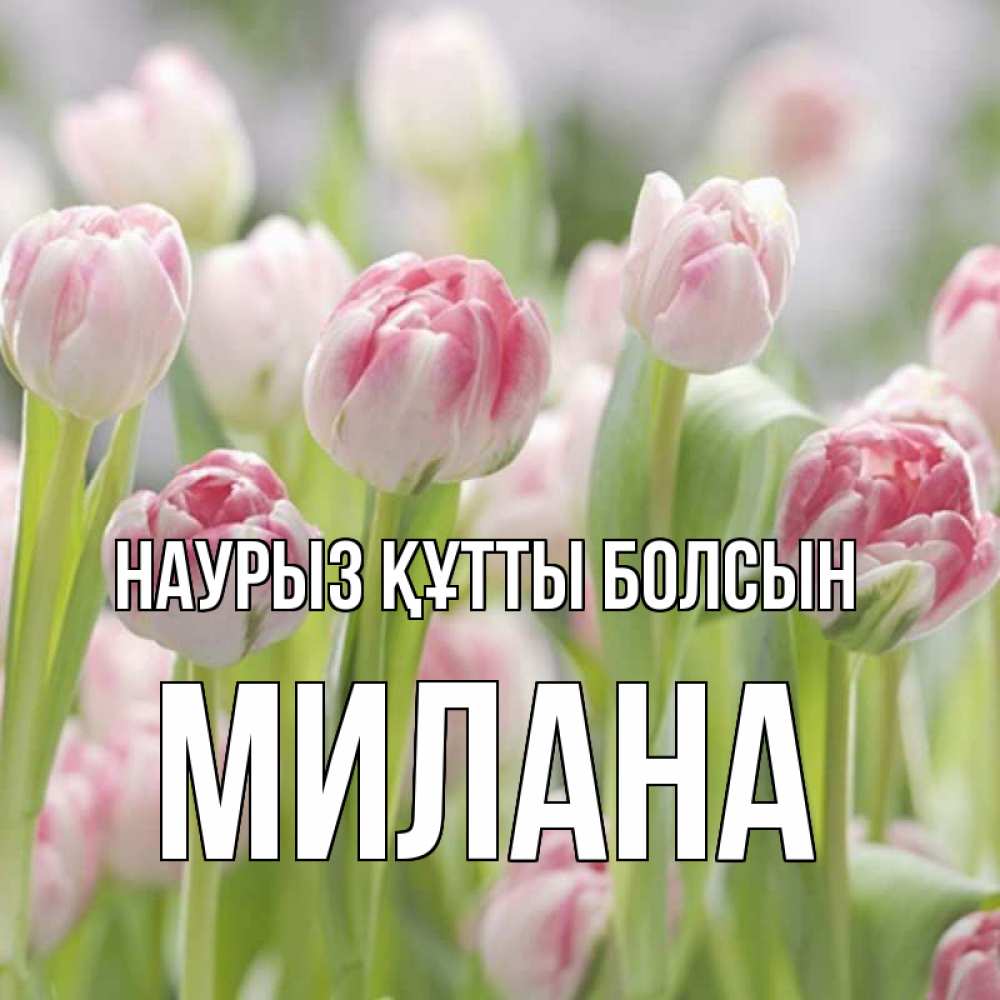 Открытка на каждый день с именем, Милана Наурыз құтты болсын цветы Прикольная открытка с пожеланием онлайн скачать бесплатно 