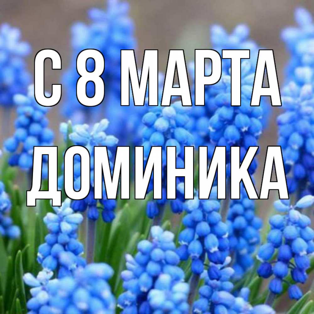 Domenika flowers. Domenika flowers