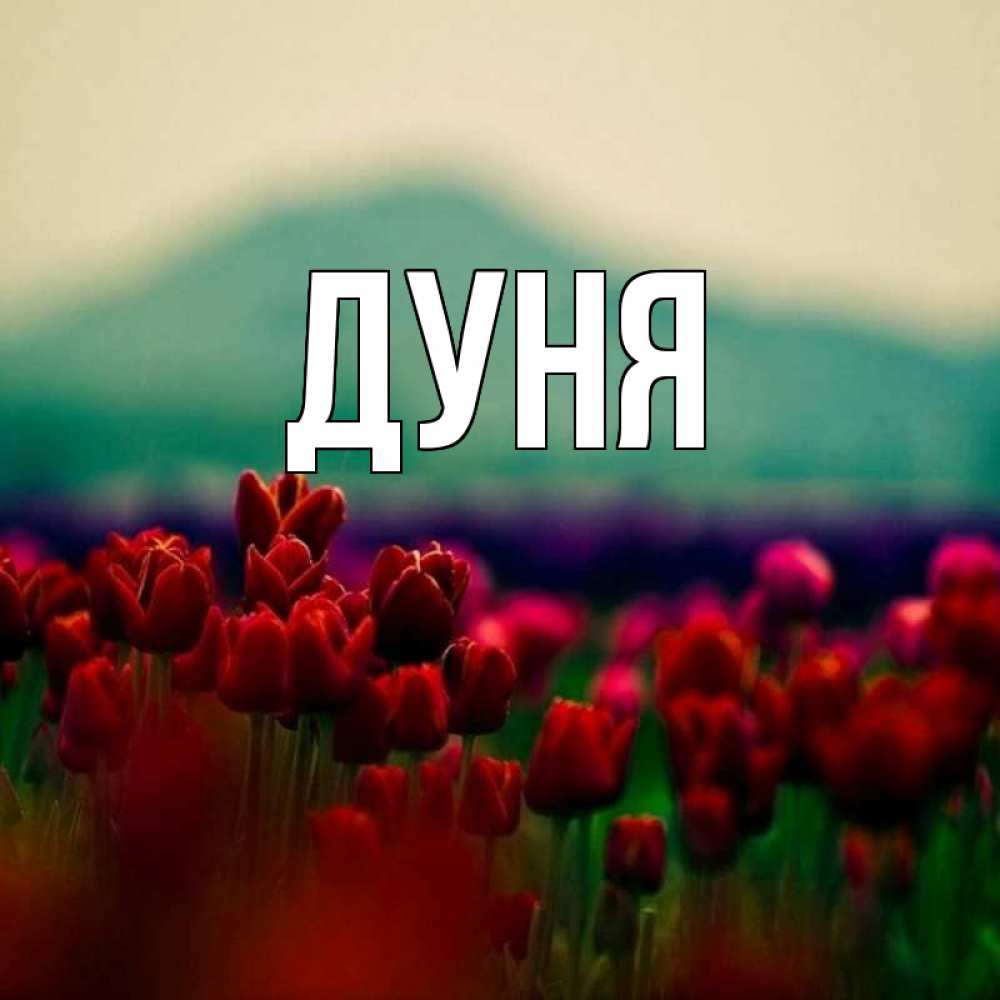 Имя дуня. Дуня имя. Картинка дунё.