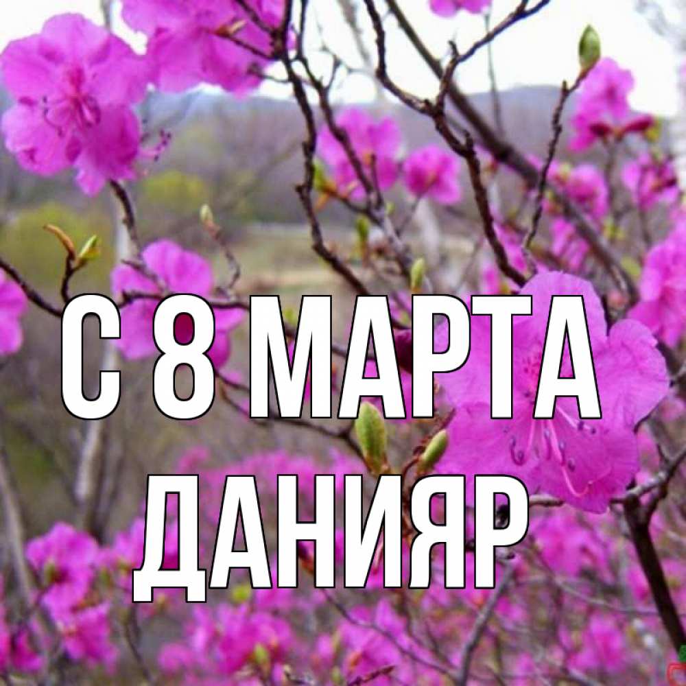 Открытка на каждый день с именем, Данияр С 8 МАРТА международный женский день Прикольная открытка с пожеланием онлайн скачать бесплатно 