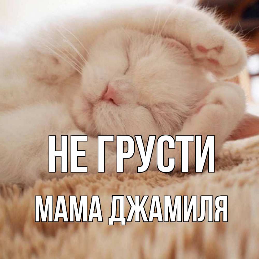 Открытка на каждый день с именем, Мама-Джамиля Не грусти белый кот Прикольная открытка с пожеланием онлайн скачать бесплатно 